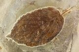 Fossil Leaf (Beringiaphyllum) - Montana #93671-1